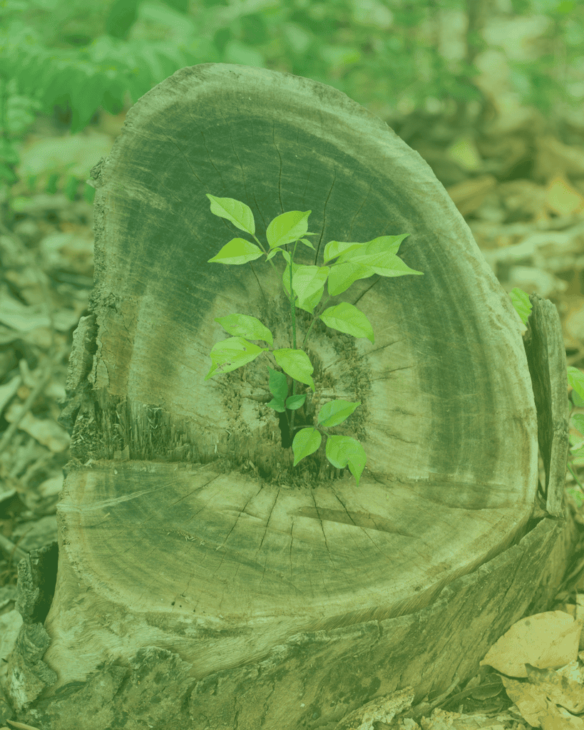 Mighty Regeneration – for Planet Good!